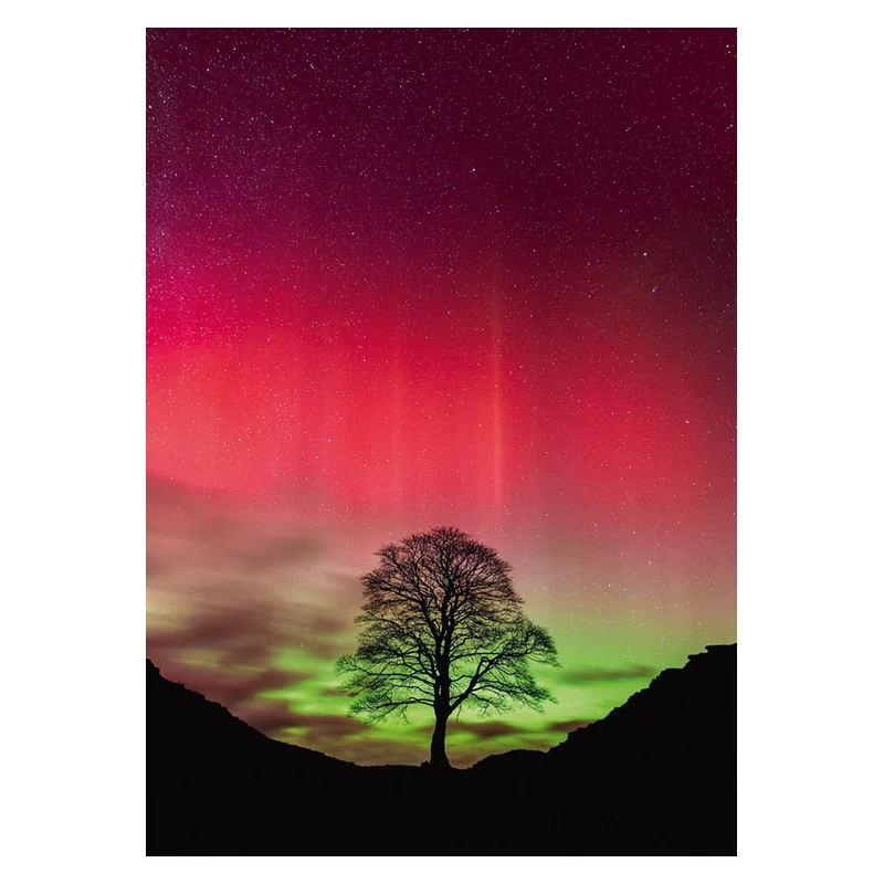 Power of Nature : Sycamore Gap - 1000p